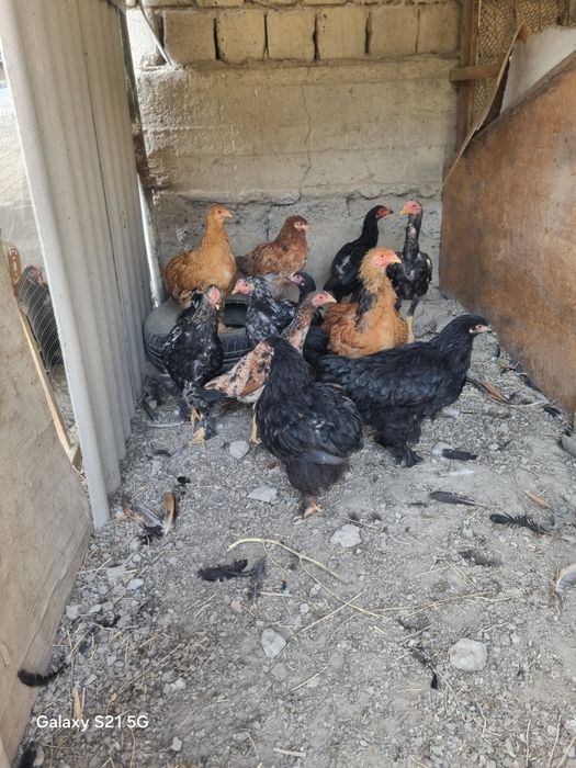 Brama jo'jalar sotiladi