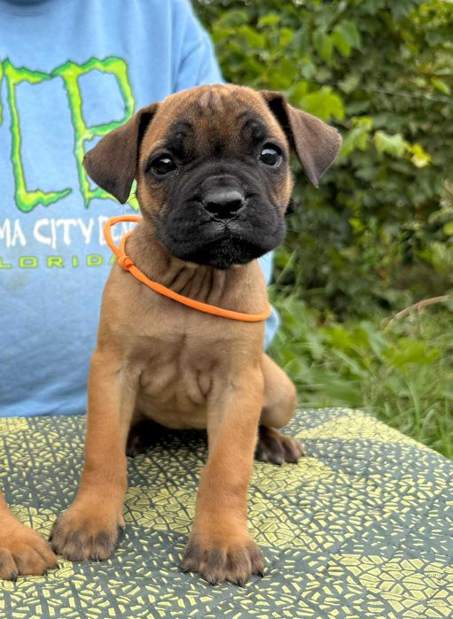 Cane Corso 2 luni