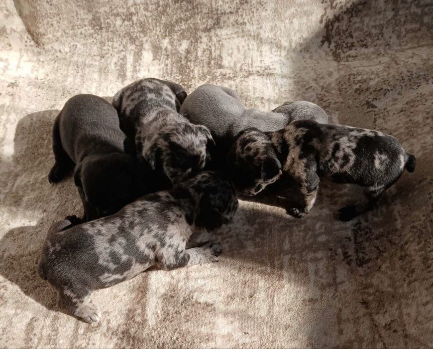 Френски булдог/ френски булдочета