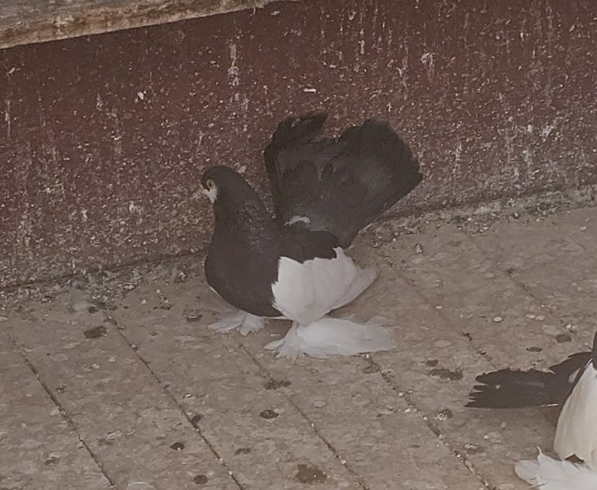 Vând jucători de Volga