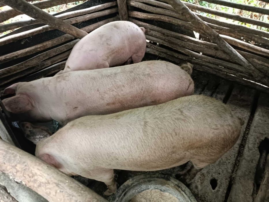 Продавам прасета!
