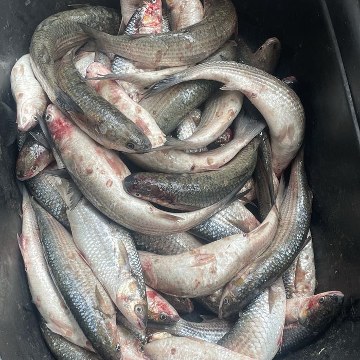 Свежий кефаль 1200тг