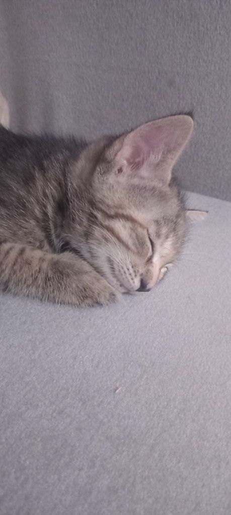 Отдам котёнка(мальчик] в хорошие руки ..