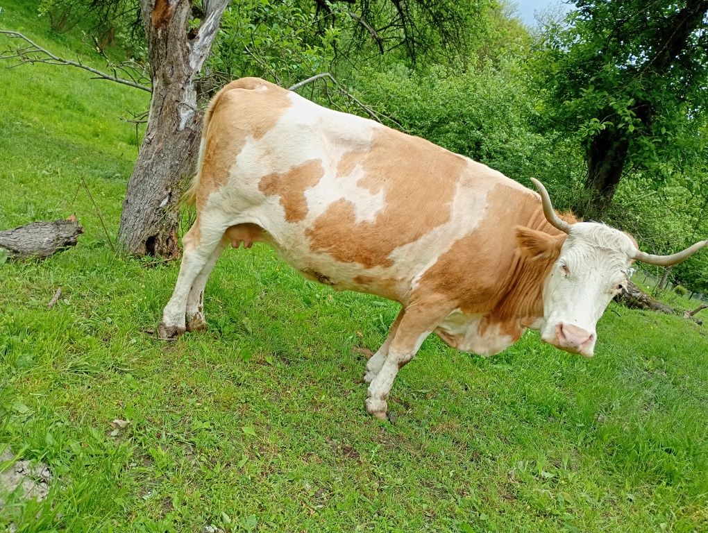 Vacă de vânzare.