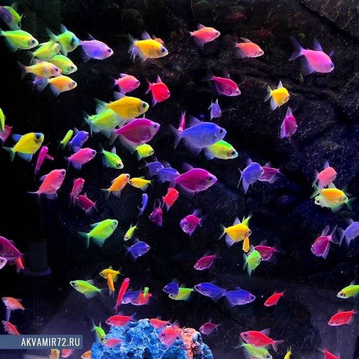 Тернетца гло Фиш асартимент