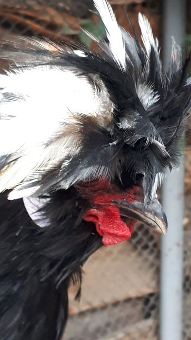 Moțat olandez matur