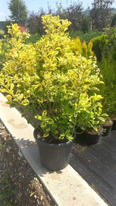 Trandafiri, plante ornamentale și fructiferi – Vânzare și plantare!