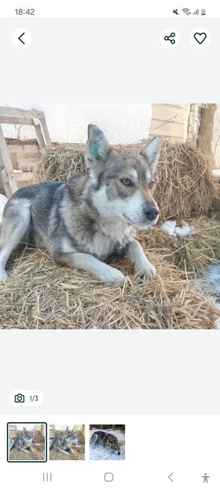 Собака в Алматы ищет дом. Стерилизованная девочка возраст 1 год. Небол