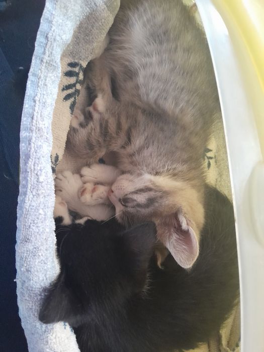 2 маленьких мальчика