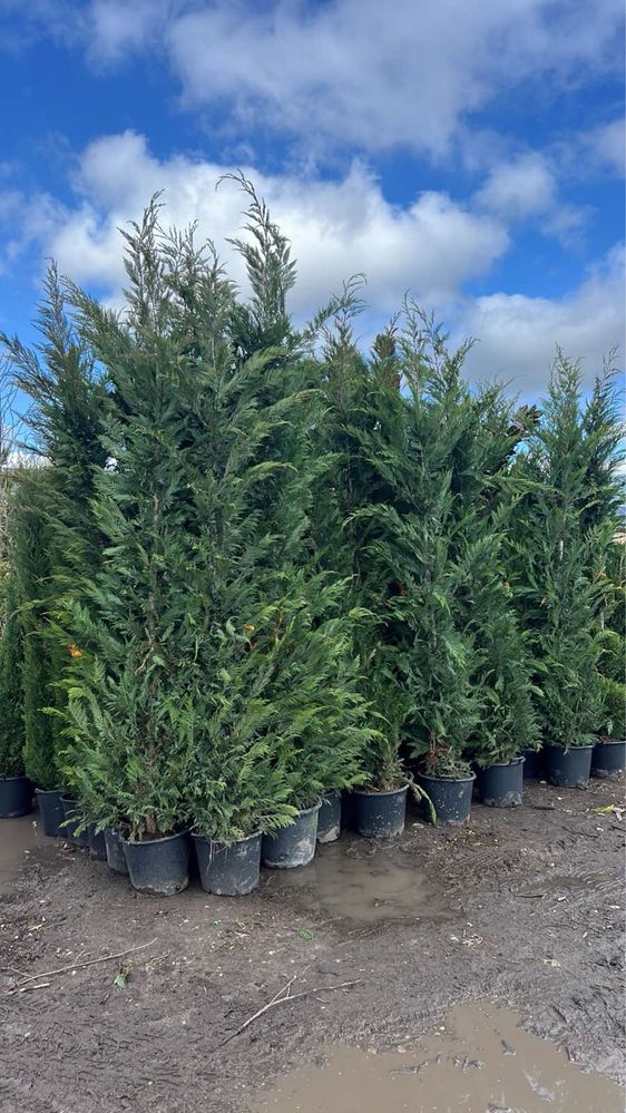 Продавам купресо кипарис Лейланди, (Cupr. Leylandii) ПРОИЗВОДИТЕЛ !!!
