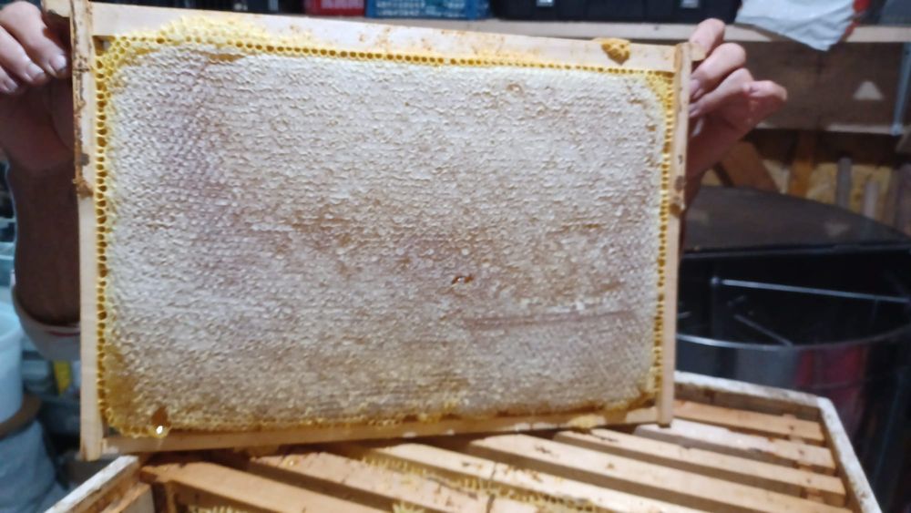 Vând miere  poliflora, floarea-soarelui, rapiță