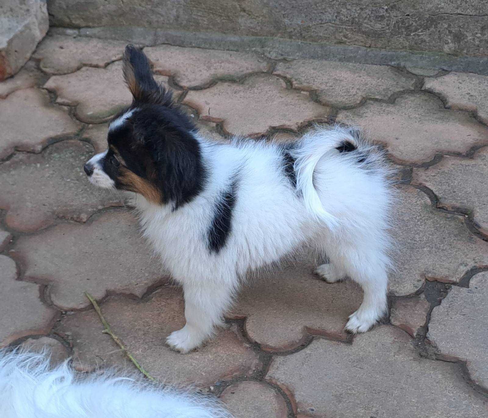 Papillon момиче, трицветен цвят, дата на раждане 02.10.2024