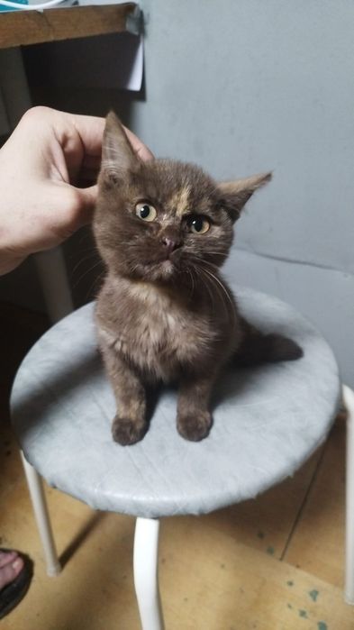 Пристраиваются котята девочки