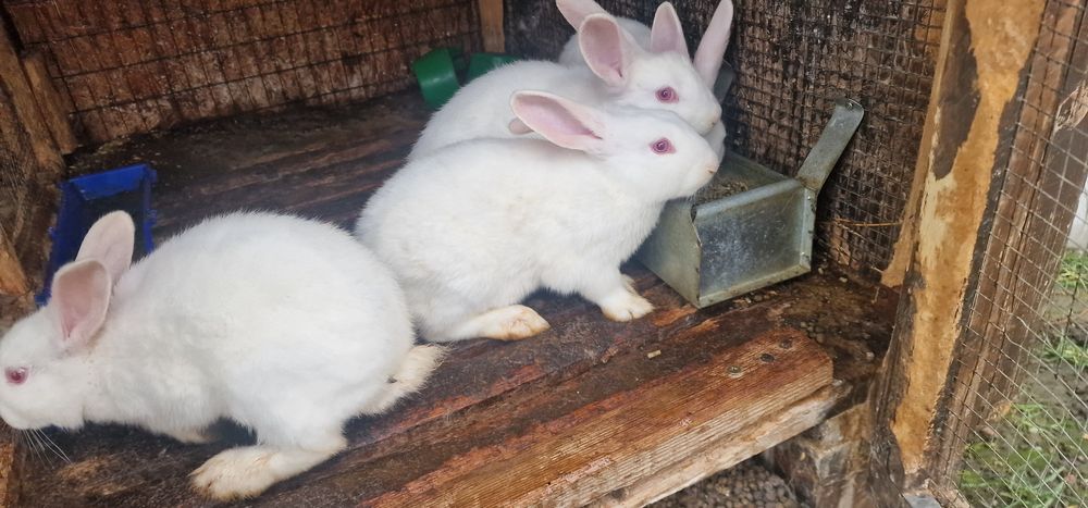 Iepuri Panon Alb tineret 8 săptămâni