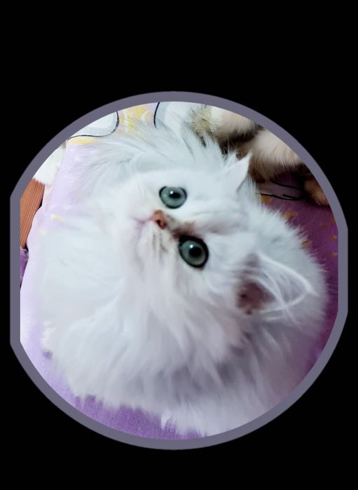 British longhair cu ochii verzi si pedigree