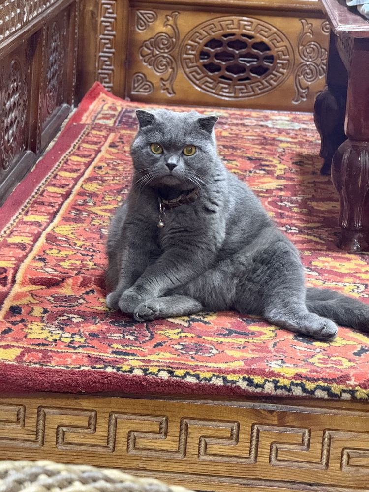 Отдам даром в надежные руки кота