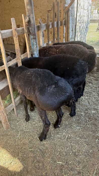 Арзан кошкар бар