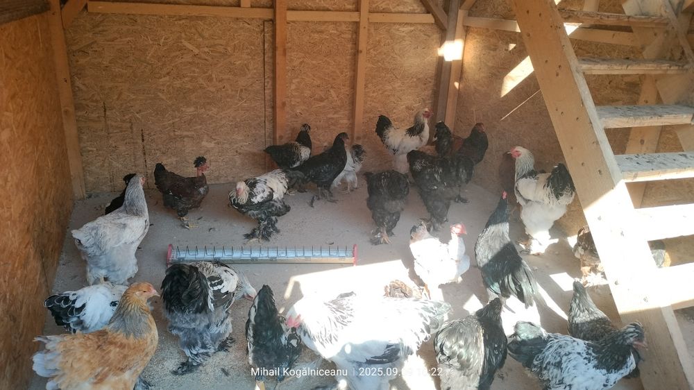 Cocosi brahma tineret