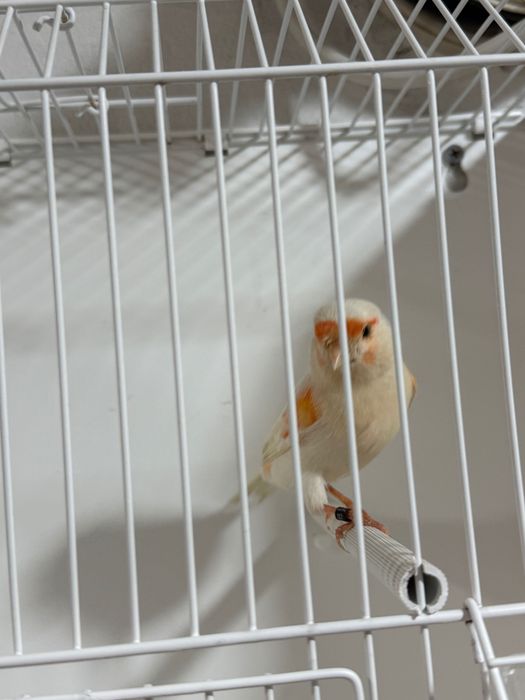 Canari roșii,albi,mozaic pe roșu de vanzare