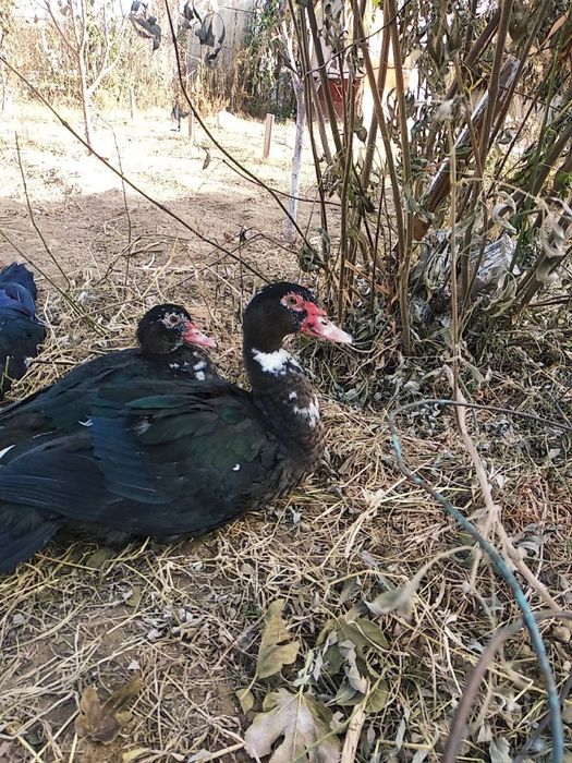 Продаются утки( селезень) породы мускасный!