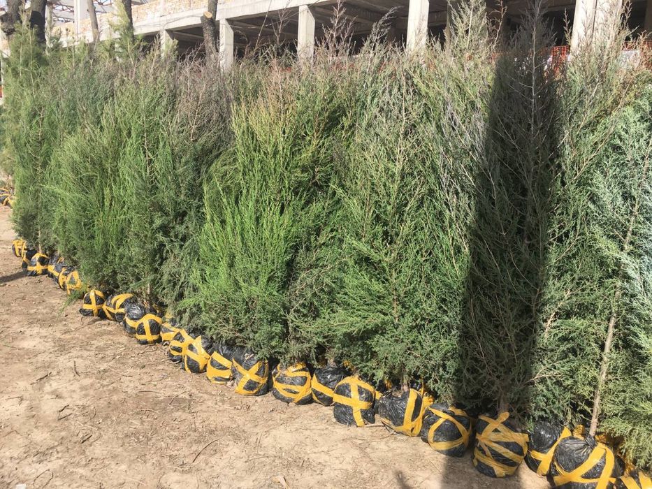 Majvenik archa sotiladi