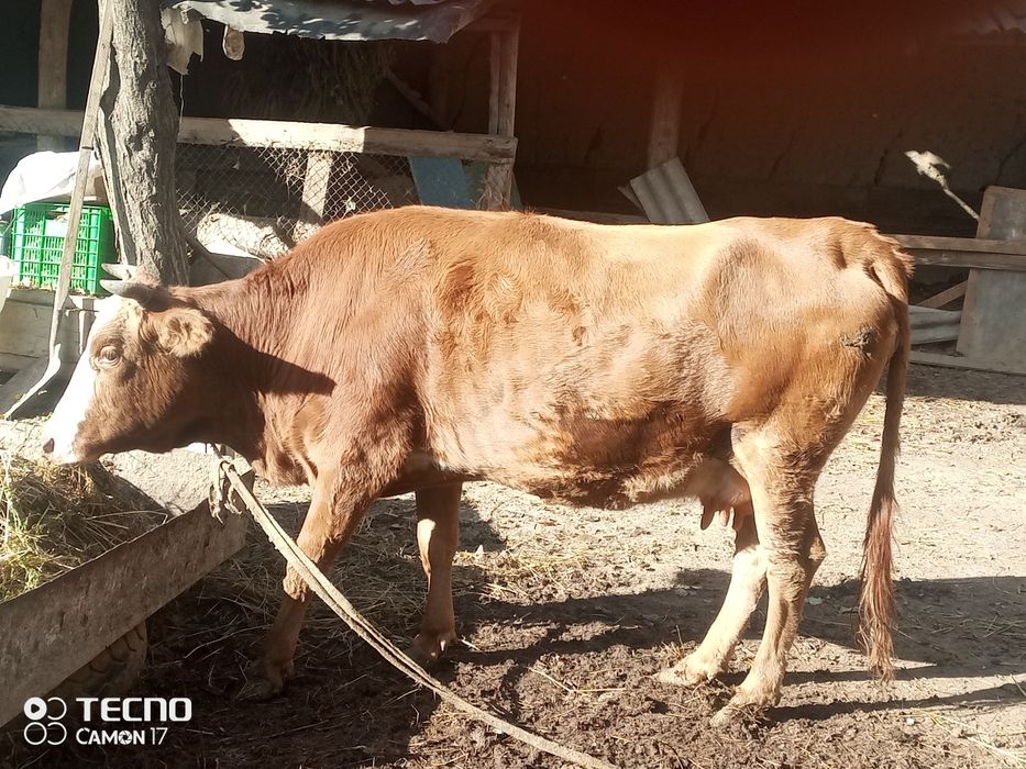 Животные  продаются