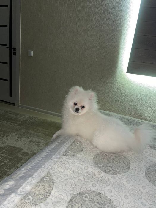 Померанский шпиц тип -baby-face