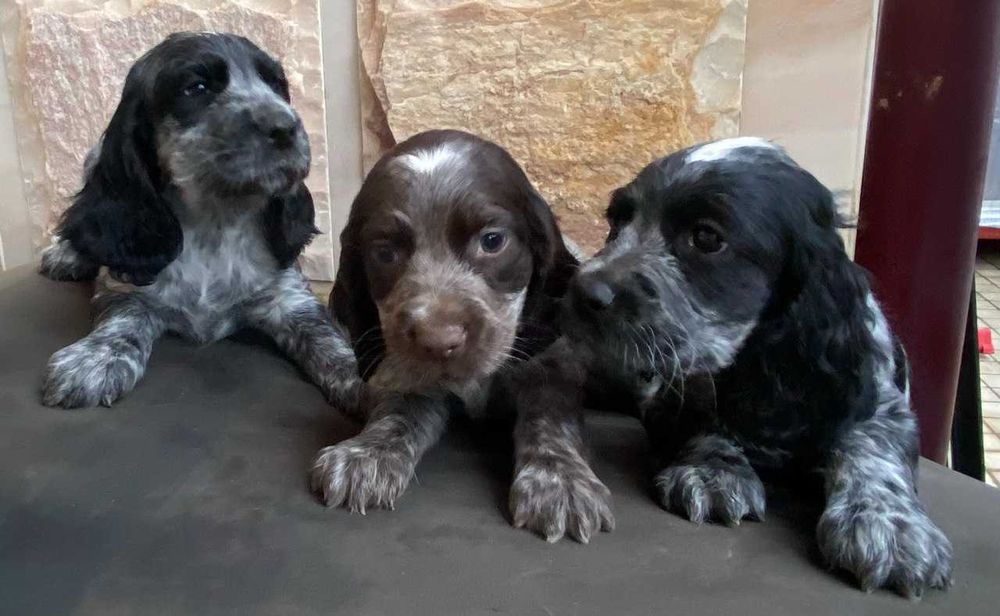 Продаются щенки породы Русский охотничий спаниэль