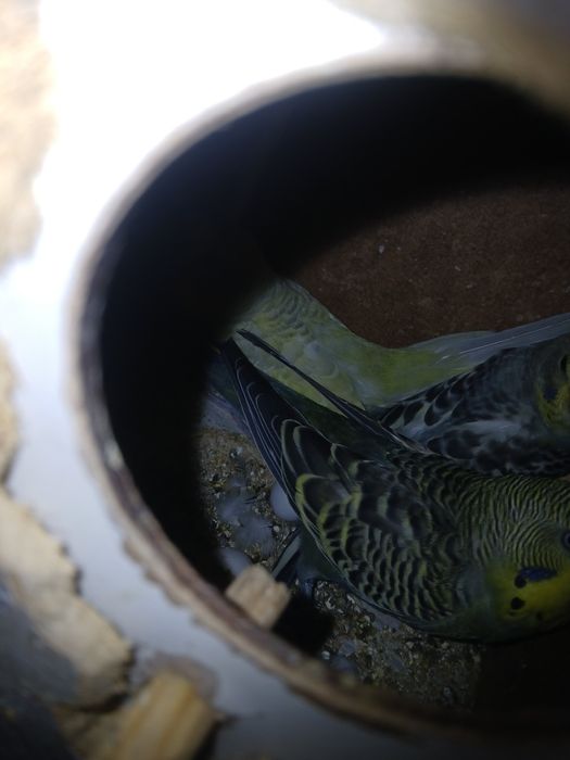 Twyyir ishlab turgan popugaylar sotiladi sog'lom