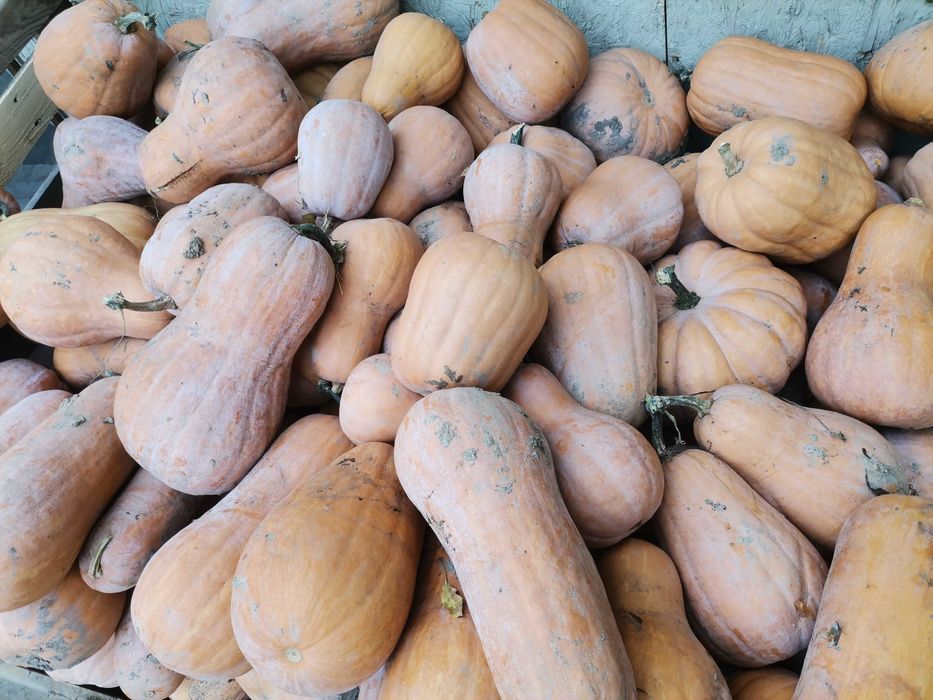 Dovleci de plăcintă și decor