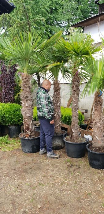 Palmierii trachicarpus Fortunei și cycas revolut