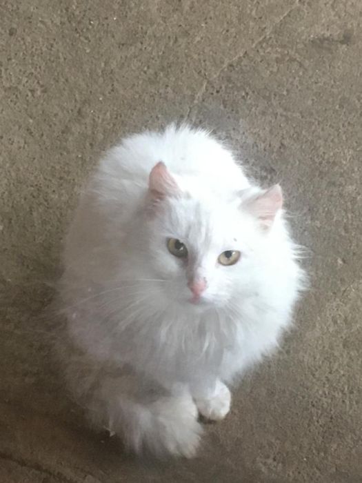 Pisici frumoase pentru adoptie