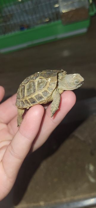 Сухопутный черепаха