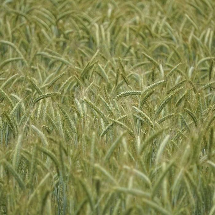 Vand Samanta Certificata Triticale