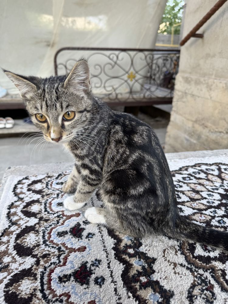 Котенок 3 месяцев (мальчик)