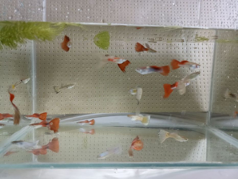 Аквариумные рыбки гуппи