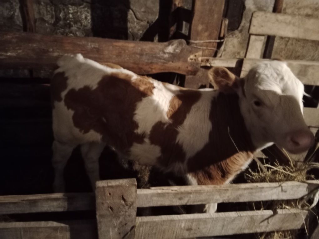 Продам корову и бычок 2 месяц