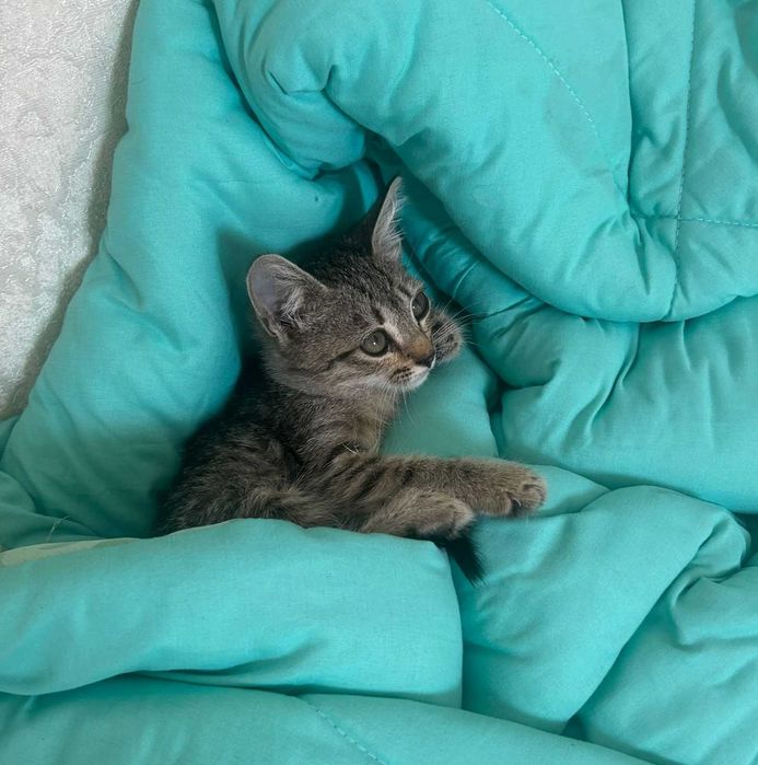 Котенок, 1 месяц
