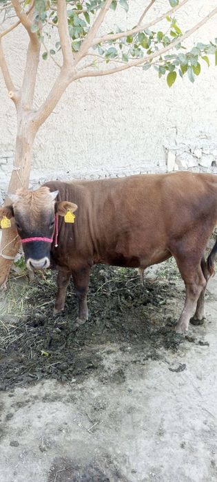 Buqacha sotiladi 18 mln so’m