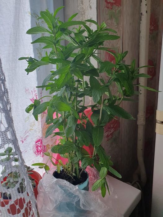 Распродажа алое вера,  мяту 4 вида, денежное дерево район  Райымбека