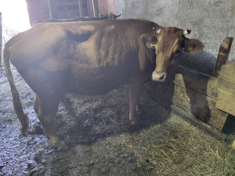 Vând vaca jenstanta