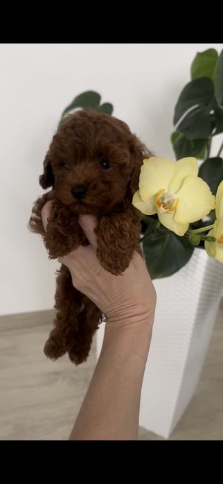 Pudel roșu talie mica