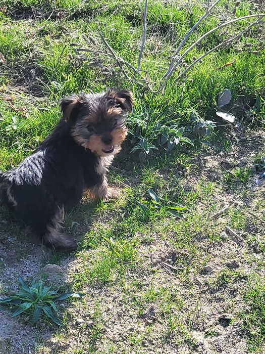 Мини йорки търси любящо семейство