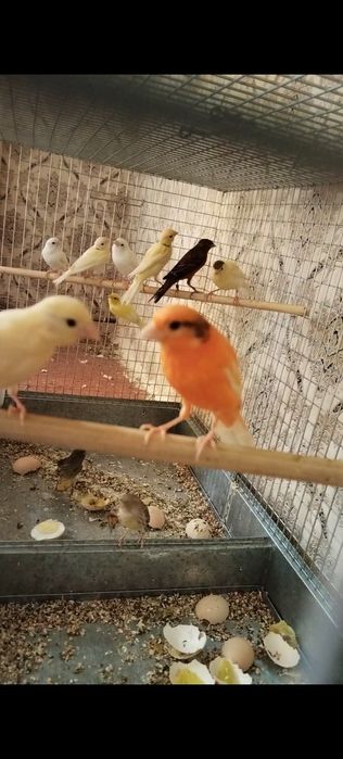 Канарейка сотилади 70 та факат Бир жойга