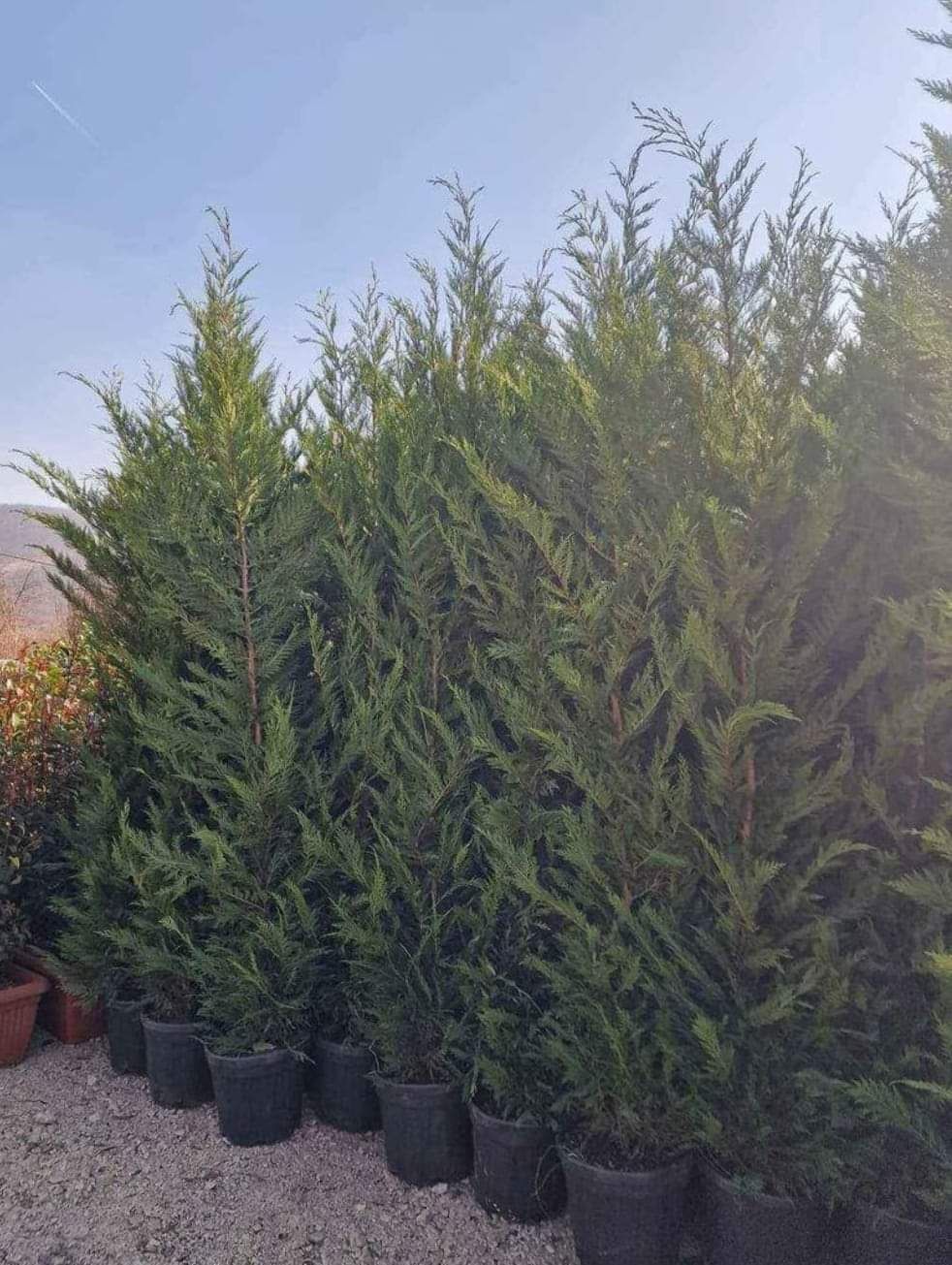 Plante ornamentale