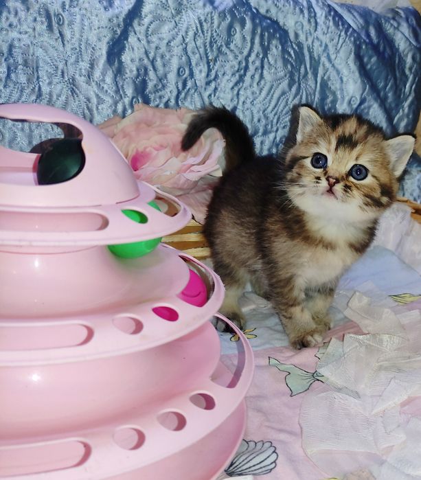 Продается шикарный котенок тикированная шиншилла, девочка.