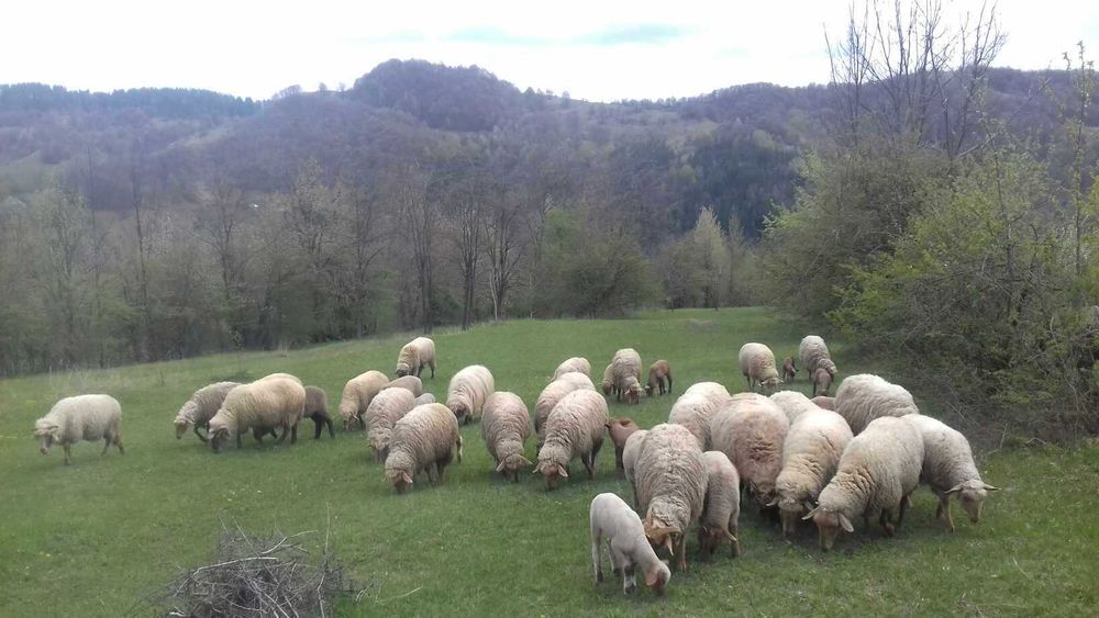 Oi si miei de vânzare 30 bucati