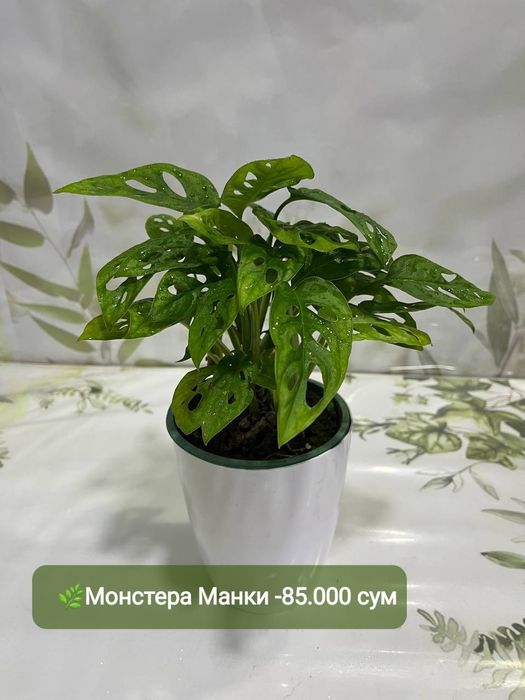 Рускус, Муррайя,Калатея Фьюжен, Декабрист Диффинбахия