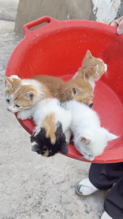 Mushuk bollari sotiladi xonaki hammasi chiroyli