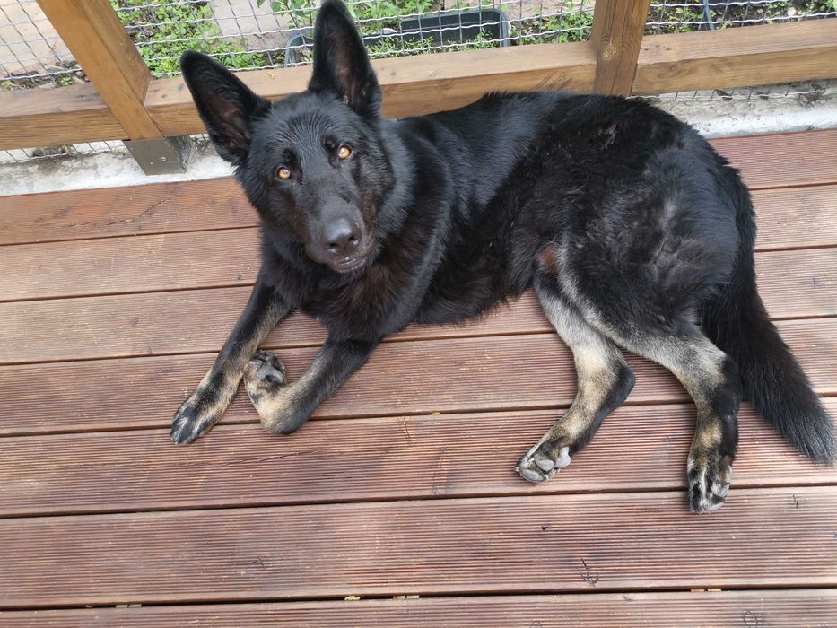 Кобель Восточно-Европейской овчарка ищет невесту